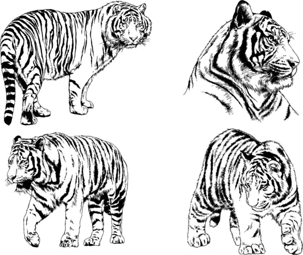 Desenhos Vetoriais Esboços Predador Diferente Leões Tigres Chitas Leopardos São — Vetor de Stock