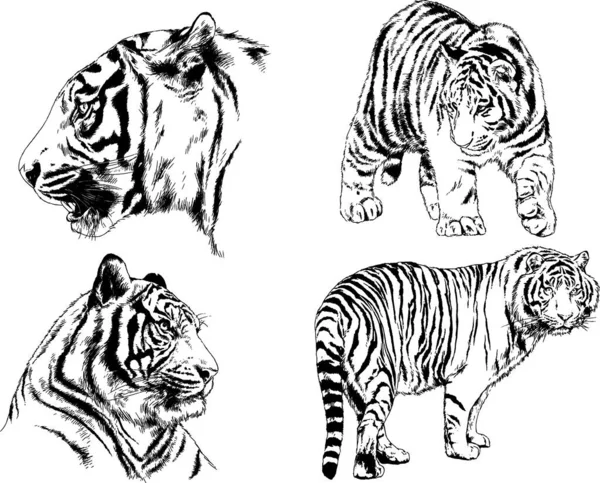 Dibujos Vectoriales Bocetos Diferentes Depredadores Tigres Leones Guepardos Leopardos Dibujan — Archivo Imágenes Vectoriales