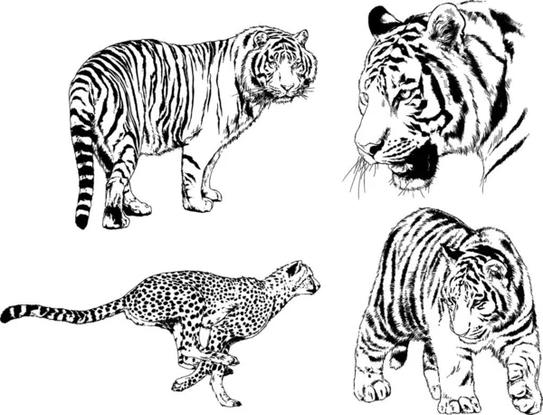 Vector Drawings Sketches Different Predator Tigers Lions Cheetahs Leopards Drawn — Stock Vector