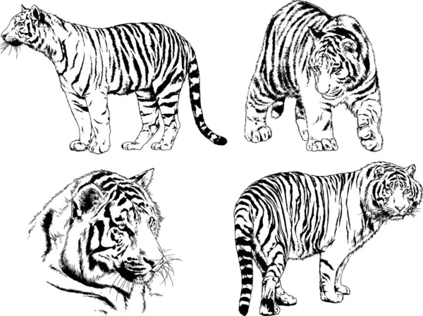 Dibujos Vectoriales Bocetos Diferentes Depredadores Tigres Leones Guepardos Leopardos Dibujan — Archivo Imágenes Vectoriales