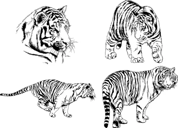 Dibujos Vectoriales Bocetos Diferentes Depredadores Tigres Leones Guepardos Leopardos Dibujan — Vector de stock