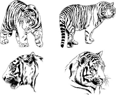 vektör çizimleri çizimler farklı yırtıcı hayvan, kaplan aslan çita ve leopar mürekkep el tarafından nesneleri arka plan ile çizilir