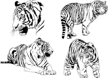 vektör çizimleri çizimler farklı yırtıcı hayvan, kaplan aslan çita ve leopar mürekkep el tarafından nesneleri arka plan ile çizilir