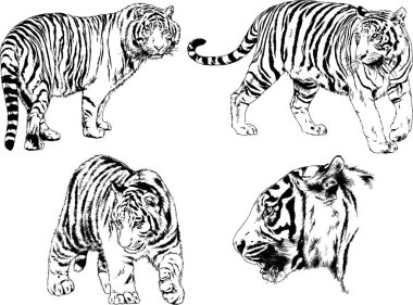 vektör çizimleri çizimler farklı yırtıcı hayvan, kaplan aslan çita ve leopar mürekkep el tarafından nesneleri arka plan ile çizilir