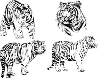 vektör çizimleri çizimler farklı yırtıcı hayvan, kaplan aslan çita ve leopar mürekkep el tarafından nesneleri arka plan ile çizilir