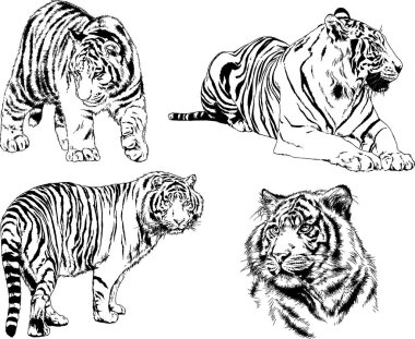 vektör çizimleri çizimler farklı yırtıcı hayvan, kaplan aslan çita ve leopar mürekkep el tarafından nesneleri arka plan ile çizilir