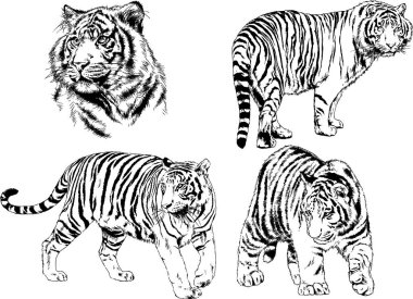 vektör çizimleri çizimler farklı yırtıcı hayvan, kaplan aslan çita ve leopar mürekkep el tarafından nesneleri arka plan ile çizilir
