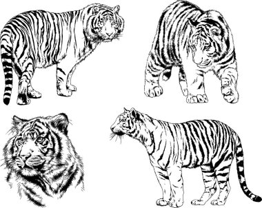 vektör çizimleri çizimler farklı yırtıcı hayvan, kaplan aslan çita ve leopar mürekkep el tarafından nesneleri arka plan ile çizilir