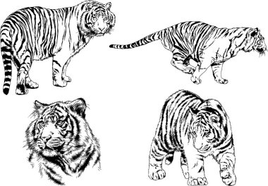 vektör çizimleri çizimler farklı yırtıcı hayvan, kaplan aslan çita ve leopar mürekkep el tarafından nesneleri arka plan ile çizilir