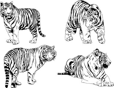 vektör çizimleri çizimler farklı yırtıcı hayvan, kaplan aslan çita ve leopar mürekkep el tarafından nesneleri arka plan ile çizilir