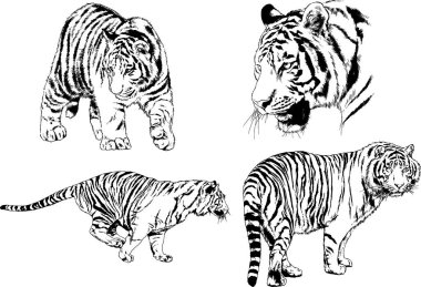 vektör çizimleri çizimler farklı yırtıcı hayvan, kaplan aslan çita ve leopar mürekkep el tarafından nesneleri arka plan ile çizilir