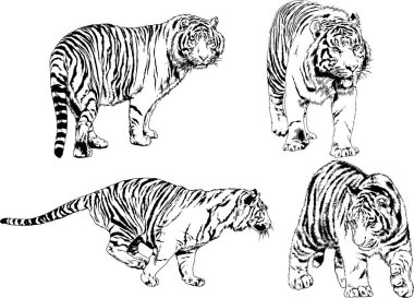 vektör çizimleri çizimler farklı yırtıcı hayvan, kaplan aslan çita ve leopar mürekkep el tarafından nesneleri arka plan ile çizilir