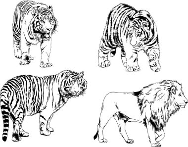 vektör çizimleri çizimler farklı yırtıcı hayvan, kaplan aslan çita ve leopar mürekkep el tarafından nesneleri arka plan ile çizilir