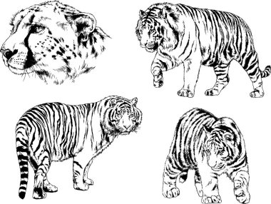 vektör çizimleri çizimler farklı yırtıcı hayvan, kaplan aslan çita ve leopar mürekkep el tarafından nesneleri arka plan ile çizilir