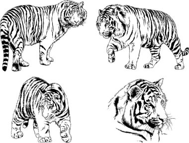 vektör çizimleri çizimler farklı yırtıcı hayvan, kaplan aslan çita ve leopar mürekkep el tarafından nesneleri arka plan ile çizilir