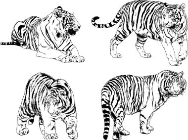 vektör çizimleri çizimler farklı yırtıcı hayvan, kaplan aslan çita ve leopar mürekkep el tarafından nesneleri arka plan ile çizilir