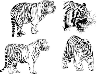 vektör çizimleri çizimler farklı yırtıcı hayvan, kaplan aslan çita ve leopar mürekkep el tarafından nesneleri arka plan ile çizilir