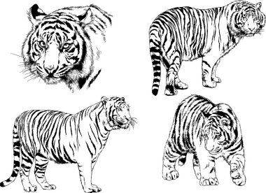 vektör çizimleri çizimler farklı yırtıcı hayvan, kaplan aslan çita ve leopar mürekkep el tarafından nesneleri arka plan ile çizilir