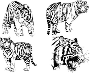 vektör çizimleri çizimler farklı yırtıcı hayvan, kaplan aslan çita ve leopar mürekkep el tarafından nesneleri arka plan ile çizilir