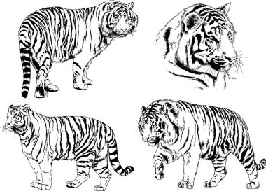 vektör çizimleri çizimler farklı yırtıcı hayvan, kaplan aslan çita ve leopar mürekkep el tarafından nesneleri arka plan ile çizilir