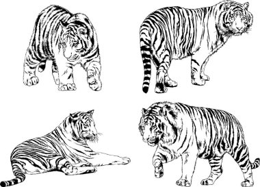 vektör çizimleri çizimler farklı yırtıcı hayvan, kaplan aslan çita ve leopar mürekkep el tarafından nesneleri arka plan ile çizilir