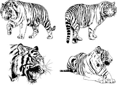 vektör çizimleri çizimler farklı yırtıcı hayvan, kaplan aslan çita ve leopar mürekkep el tarafından nesneleri arka plan ile çizilir