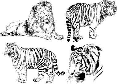vektör çizimleri çizimler farklı yırtıcı hayvan, kaplan aslan çita ve leopar mürekkep el tarafından nesneleri arka plan ile çizilir