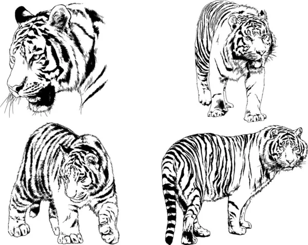 Vector Drawings Sketches Different Predator Tigers Lions Cheetahs Leopards Drawn — Stock Vector