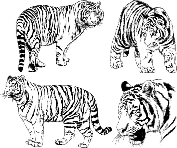 Dessins Vectoriels Esquisse Différents Prédateurs Tigres Lions Guépards Léopards Sont — Image vectorielle