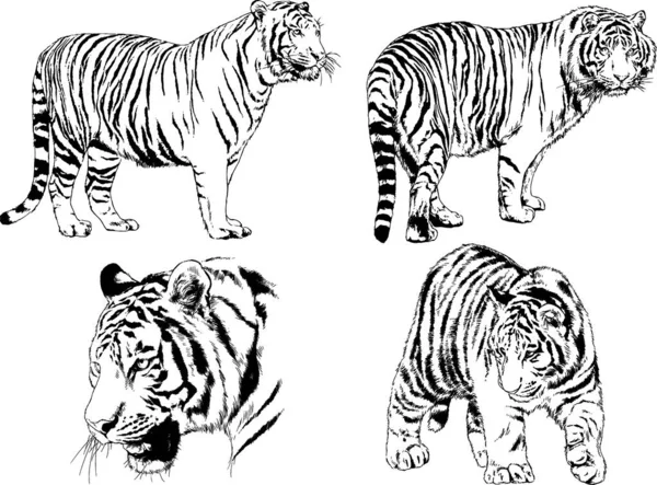 Dibujos Vectoriales Bocetos Diferentes Depredadores Tigres Leones Guepardos Leopardos Dibujan — Archivo Imágenes Vectoriales