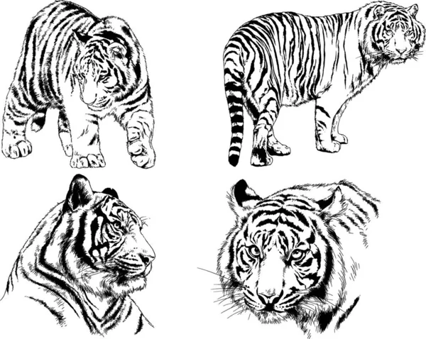 Dibujos Vectoriales Bocetos Diferentes Depredadores Tigres Leones Guepardos Leopardos Dibujan — Archivo Imágenes Vectoriales