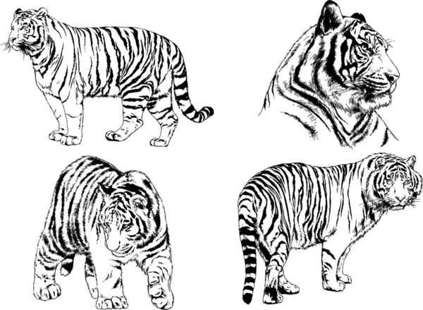 Dibujos Vectoriales Bocetos Diferentes Depredadores Tigres Leones Guepardos Leopardos Dibujan — Vector de stock