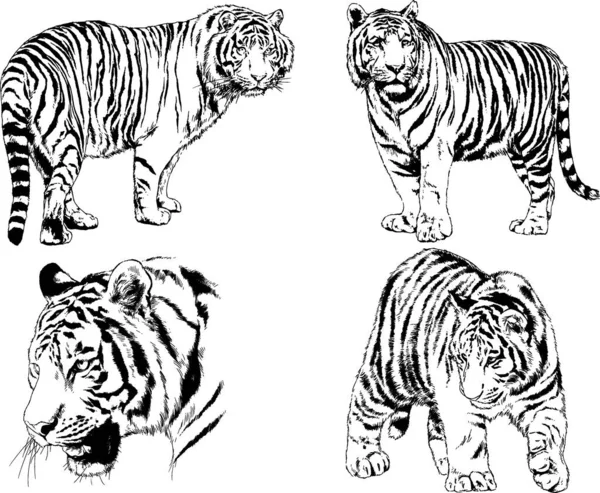 Vector Drawings Sketches Different Predator Tigers Lions Cheetahs Leopards Drawn — Stock Vector