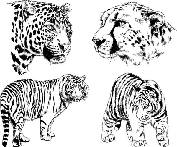 Desenhos Vetoriais Esboços Predador Diferente Leões Tigres Chitas Leopardos São — Vetor de Stock