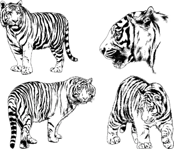 Dibujos Vectoriales Bocetos Diferentes Depredadores Tigres Leones Guepardos Leopardos Dibujan — Vector de stock