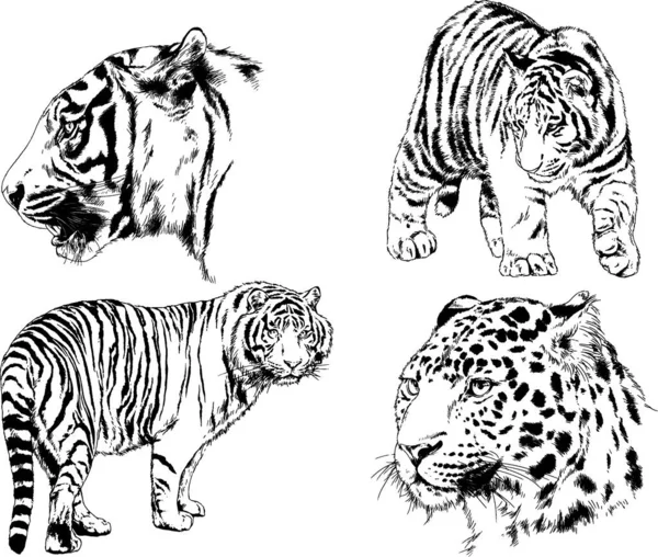 Vector Drawings Sketches Different Predator Tigers Lions Cheetahs Leopards Drawn — Stock Vector