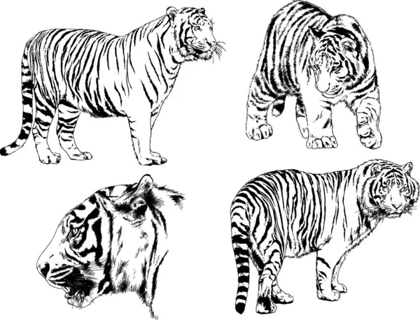 Vektor Ritningar Skisser Olika Rovdjur Tigrar Lejon Gepard Och Leoparder — Stock vektor