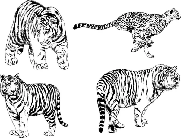 Dibujos Vectoriales Bocetos Diferentes Depredadores Tigres Leones Guepardos Leopardos Dibujan — Vector de stock