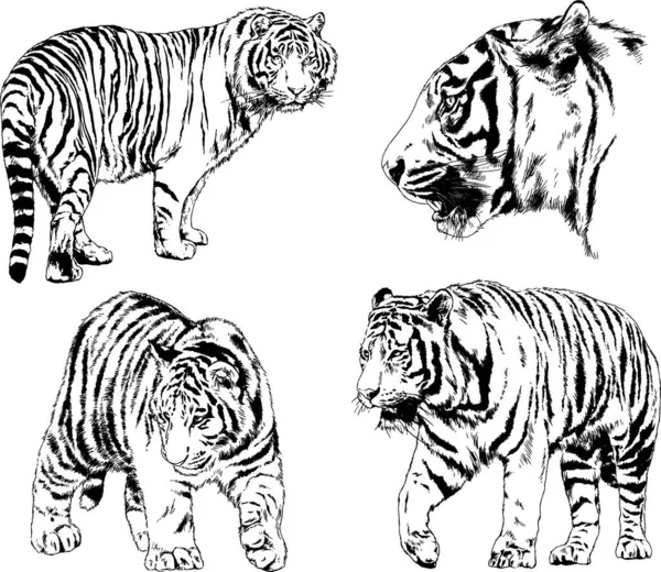 Dibujos Vectoriales Bocetos Diferentes Depredadores Tigres Leones Guepardos Leopardos Dibujan — Vector de stock