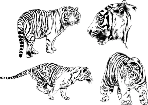 Dessins Vectoriels Esquisse Différents Prédateurs Tigres Lions Guépards Léopards Sont — Image vectorielle