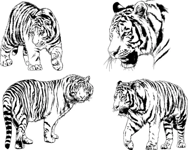 Vector Drawings Sketches Different Predator Tigers Lions Cheetahs Leopards Drawn — Stock Vector