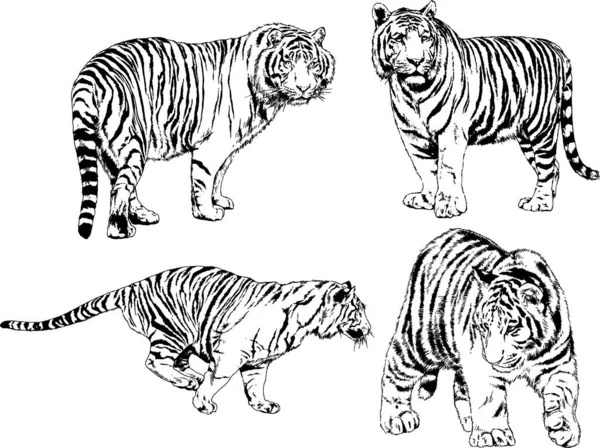 Διανυσματικά Σχέδια Σκίτσα Διαφορετικές Predator Τίγρες Λιονταριών Τσιτάχ Και Λεοπαρδάλεις — Διανυσματικό Αρχείο