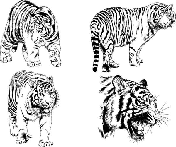 Dibujos Vectoriales Bocetos Diferentes Depredadores Tigres Leones Guepardos Leopardos Dibujan — Archivo Imágenes Vectoriales