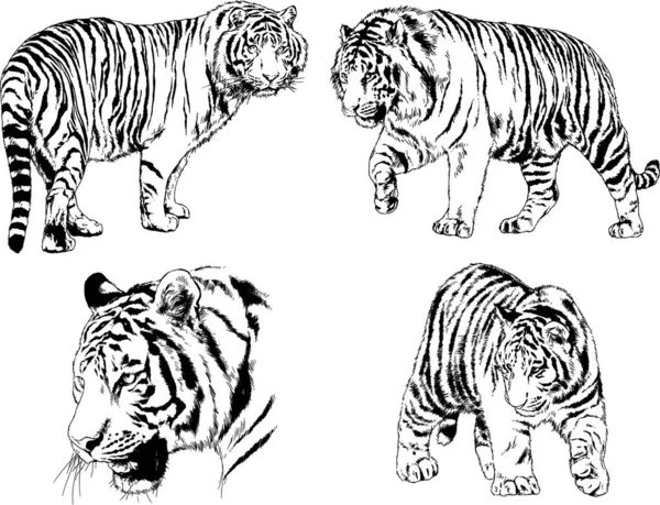 Dibujos Vectoriales Bocetos Diferentes Depredadores Tigres Leones Guepardos Leopardos Dibujan — Vector de stock