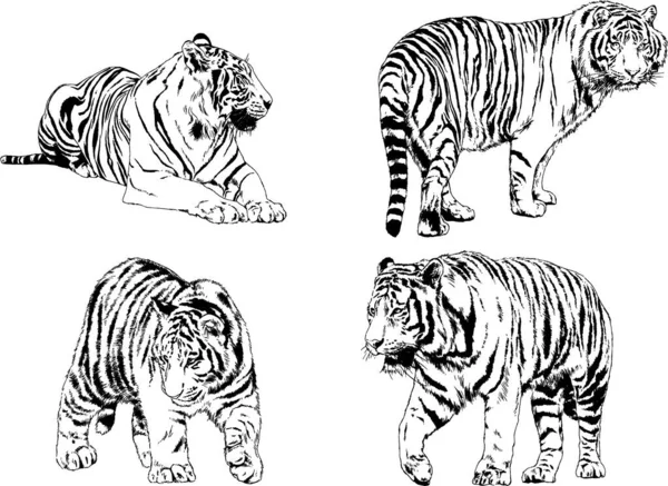 Dibujos Vectoriales Bocetos Diferentes Depredadores Tigres Leones Guepardos Leopardos Dibujan — Vector de stock