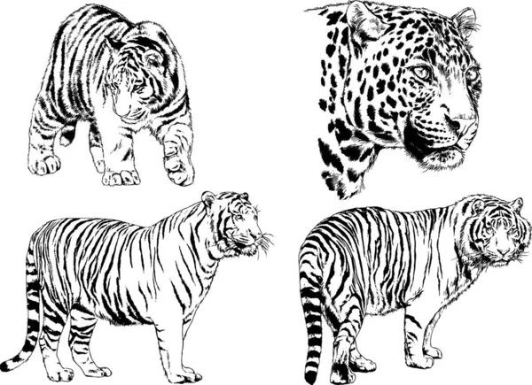 Vector Drawings Sketches Different Predator Tigers Lions Cheetahs Leopards Drawn — Stock Vector