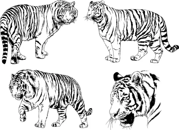 Dibujos Vectoriales Bocetos Diferentes Depredadores Tigres Leones Guepardos Leopardos Dibujan — Archivo Imágenes Vectoriales