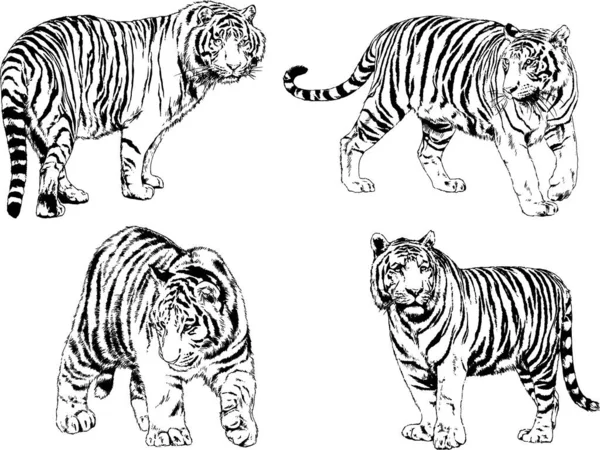 Dibujos Vectoriales Bocetos Diferentes Depredadores Tigres Leones Guepardos Leopardos Dibujan — Vector de stock