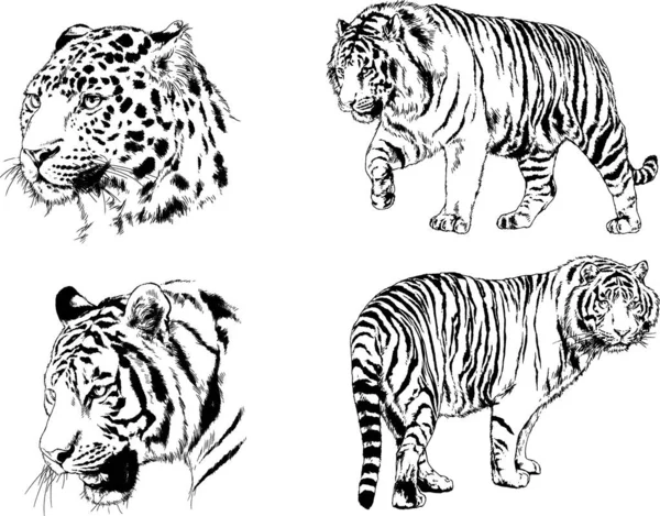 Dibujos Vectoriales Bocetos Diferentes Depredadores Tigres Leones Guepardos Leopardos Dibujan — Archivo Imágenes Vectoriales