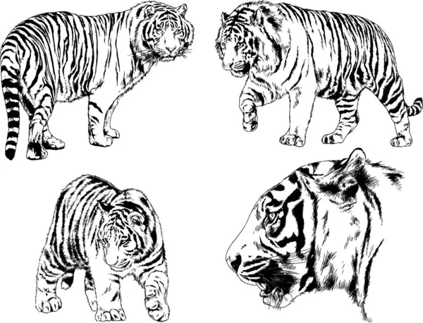 Dibujos Vectoriales Bocetos Diferentes Depredadores Tigres Leones Guepardos Leopardos Dibujan — Archivo Imágenes Vectoriales